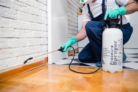 Controlling pests yourself: The dangers of rats