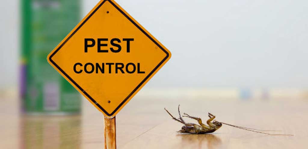 How Do You Remove Rats From A Business Property