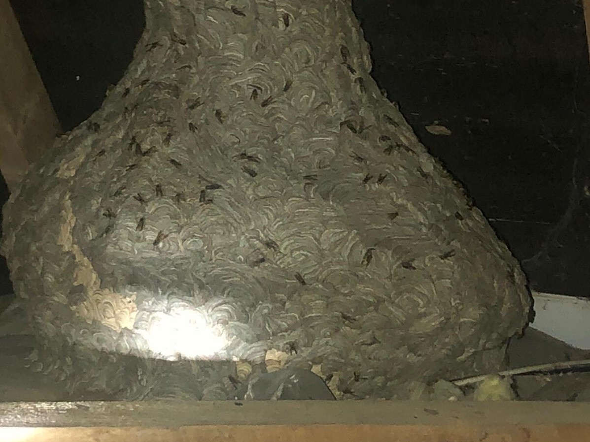 swarm of wasps on nest