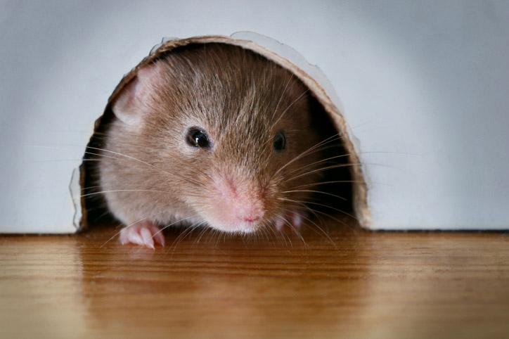 How Rats Can Affect The Restaurant Business