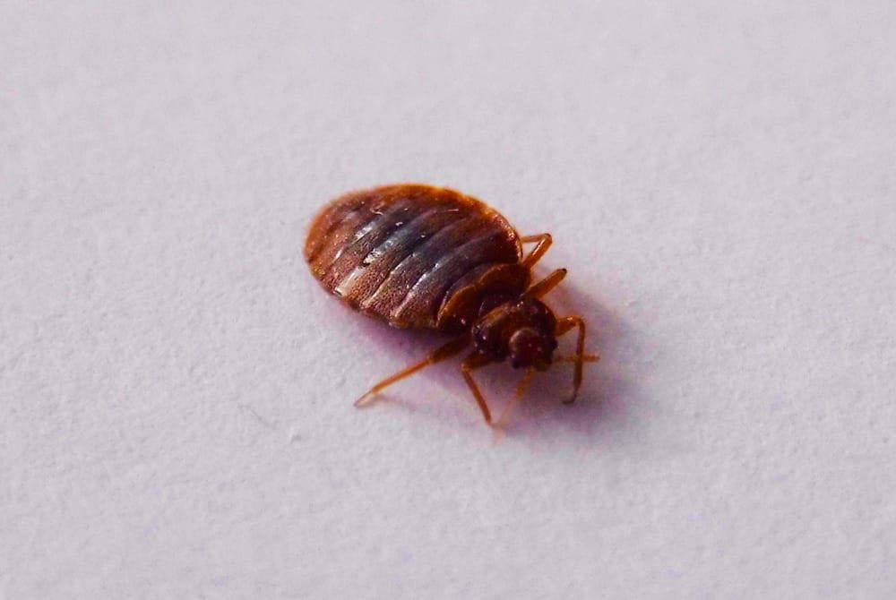 What Is Considered A Major Flea Infestation Image