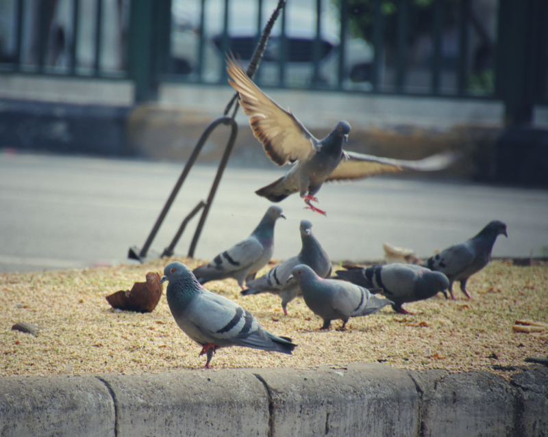 Why Do Birds Need To Be Controlled