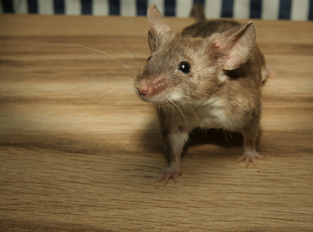 brown-mouse