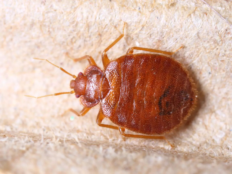 Does One Flea Mean An Infestation? Flea Pest Control Stevenage, Hitchin, Hertford, Hertfordshire