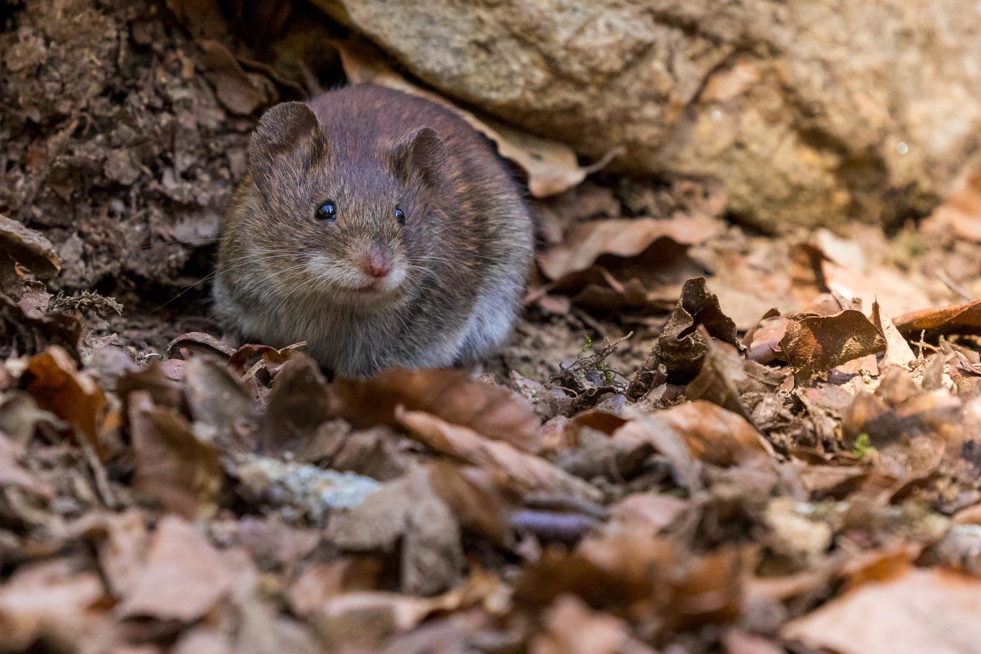 Mouse Proofing Your Home