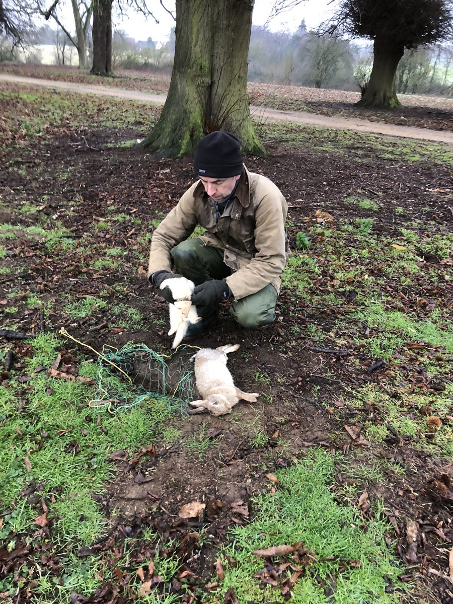 Rabbit pest control Stevenage, Leighton Buzzard, Luton, St Albans, Hemel Hempstead, Hertford, Hitchin, Bedford, Hertfordshire