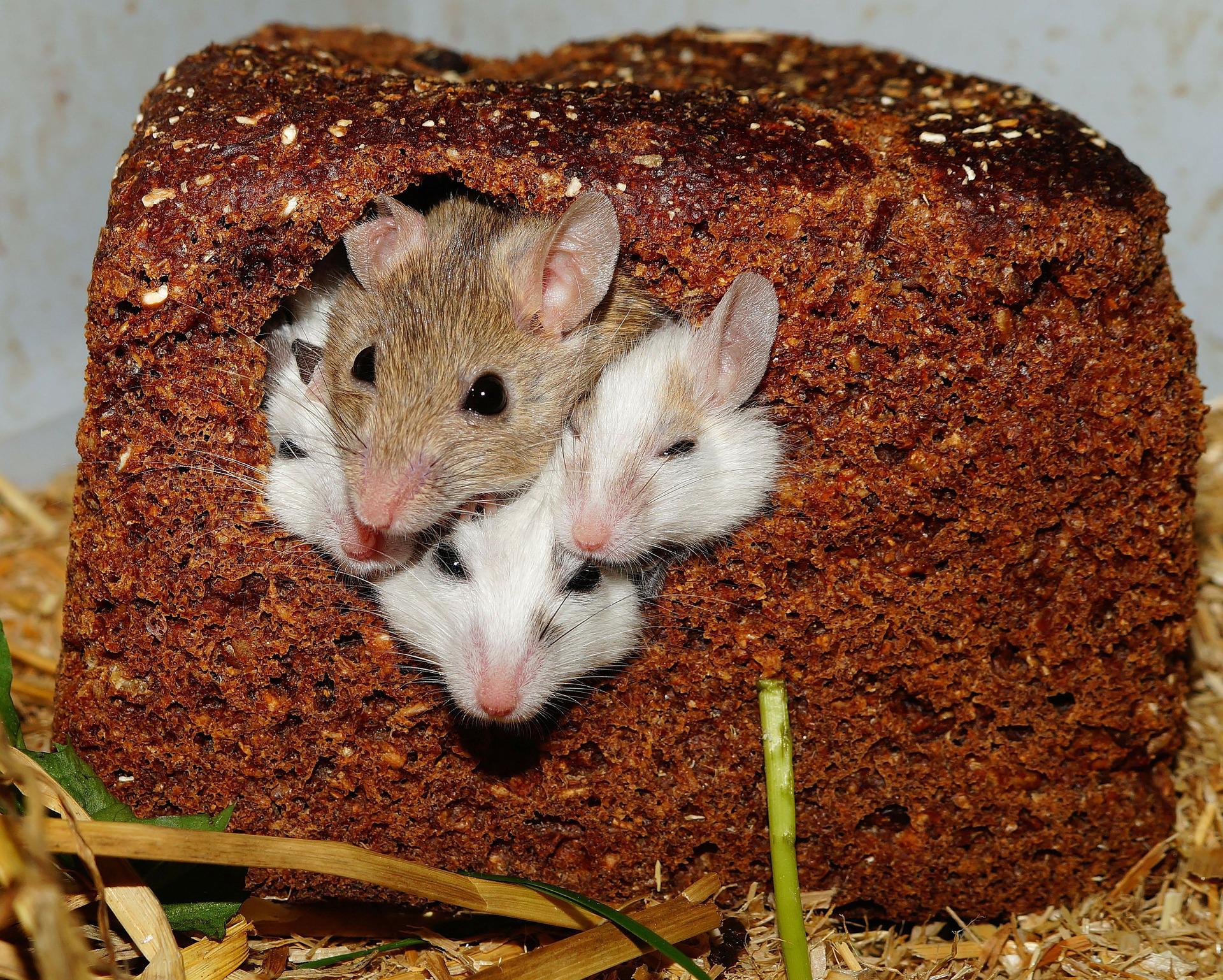 How Can I Stop Mice From Infesting My Home