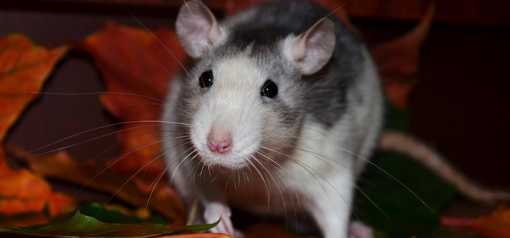 How Can I Stop Mice From Infesting My Home Image