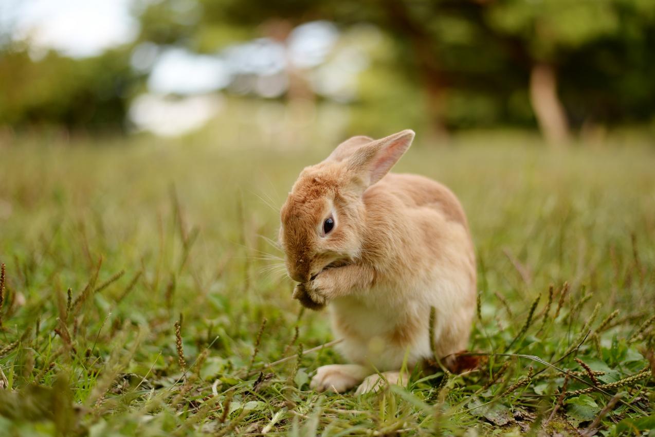 How To Deter Rabbits Image