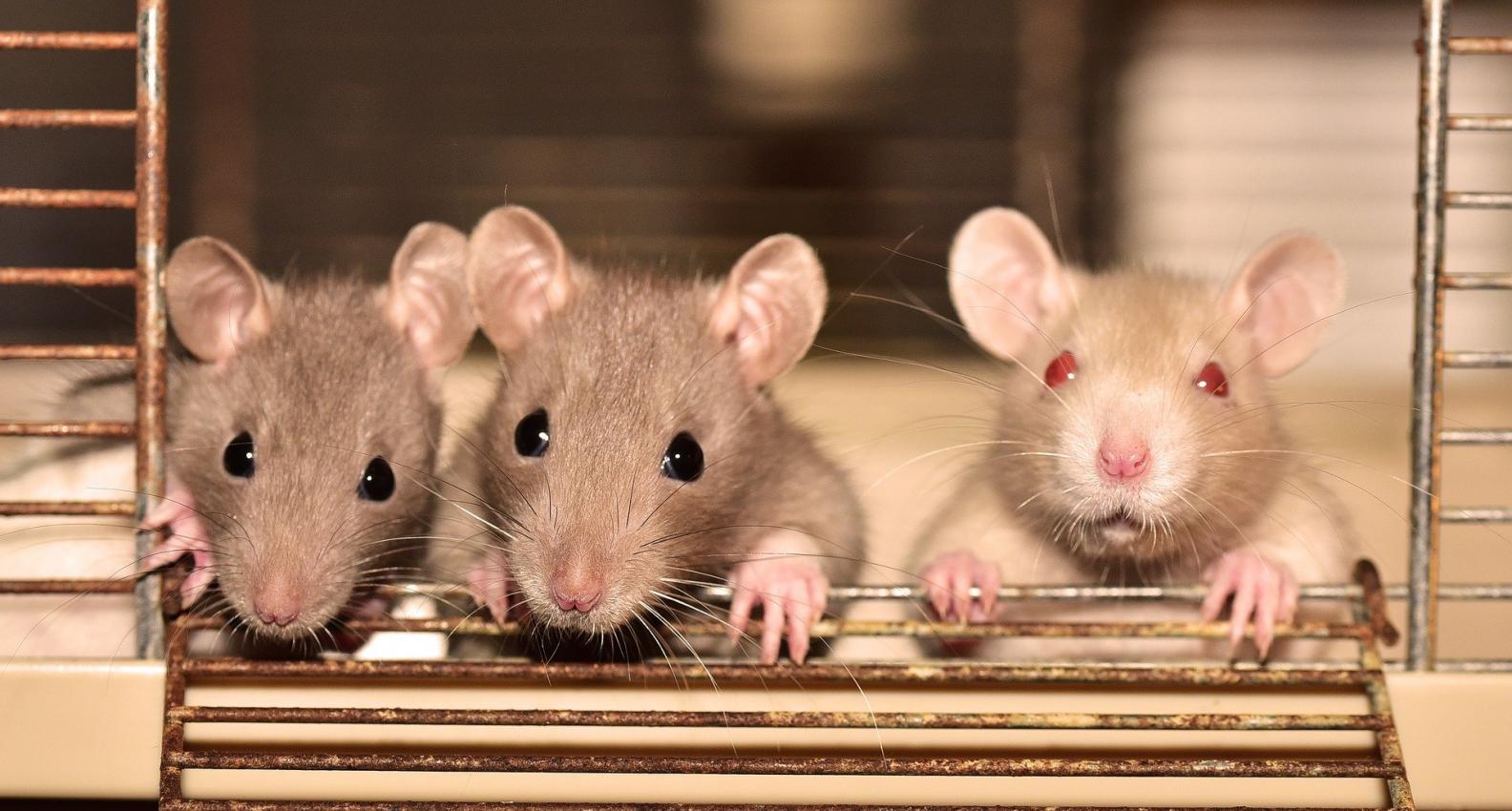 How Do You Stop A Pest Infestation How Do You Stop A Pest Infestation