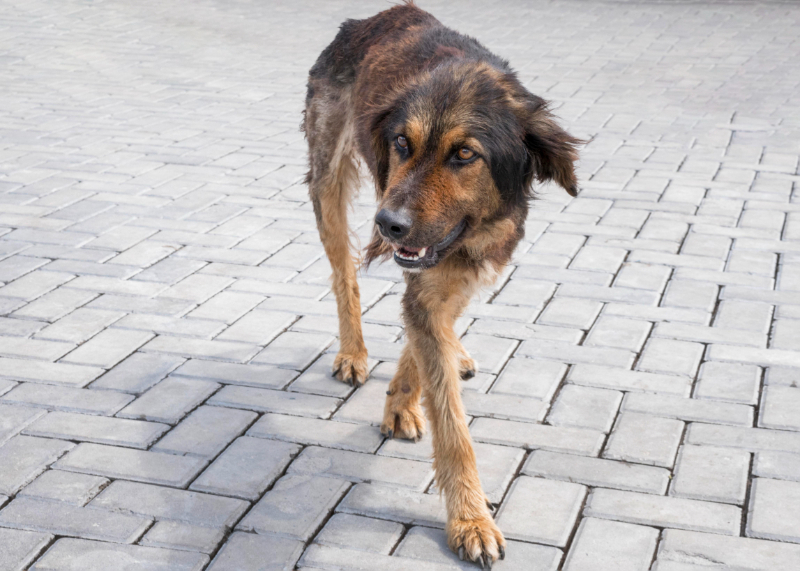 How Many Dog Fleas Is An Infestation? Flea Pest Control Stevenage, Hitchin, Hertford, Hertfordshire