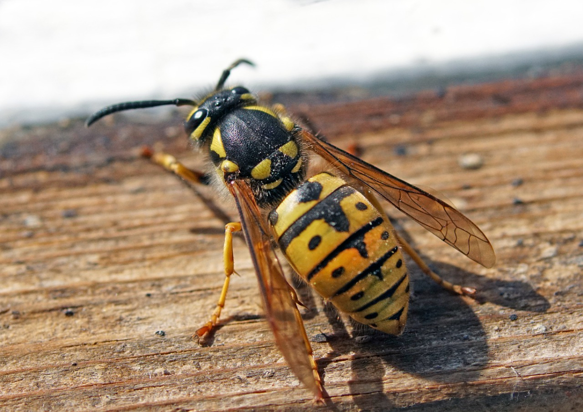 Problems With Wasps