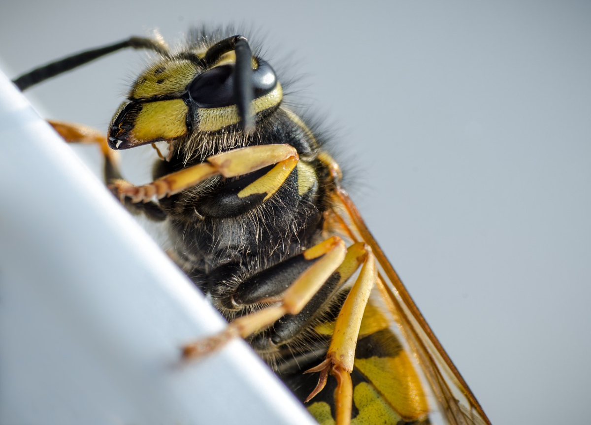 Do Wasps Attack You For No Reason?