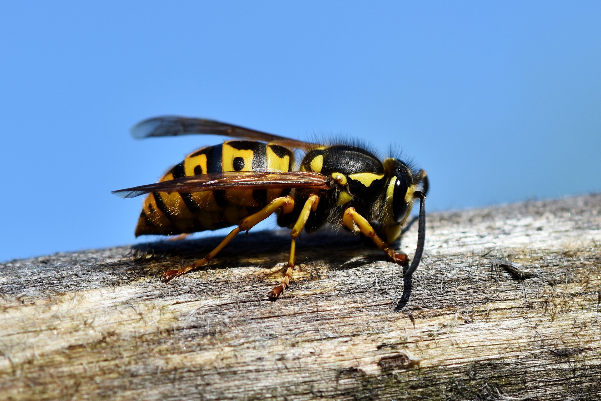 How Dangerous Are Wasps Image