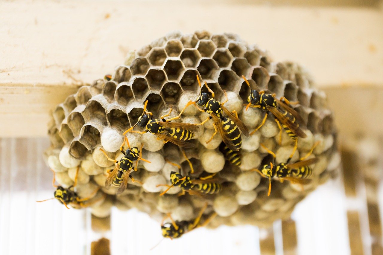 How Do I Get Rid Of A Wasps Nest Image