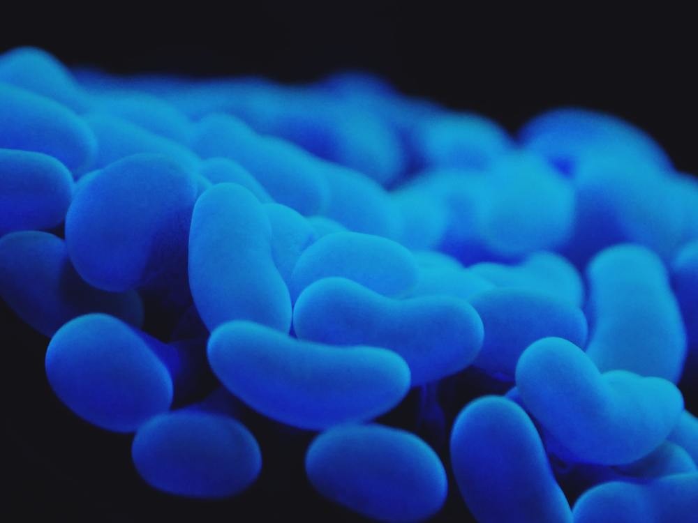 Can Legionnaires disease be cured?