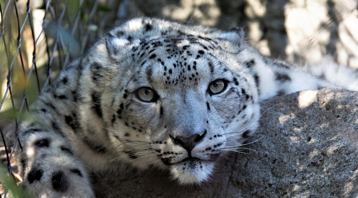 Five Sisters Zoo: Things to See Between Edinburgh and Aberdeen