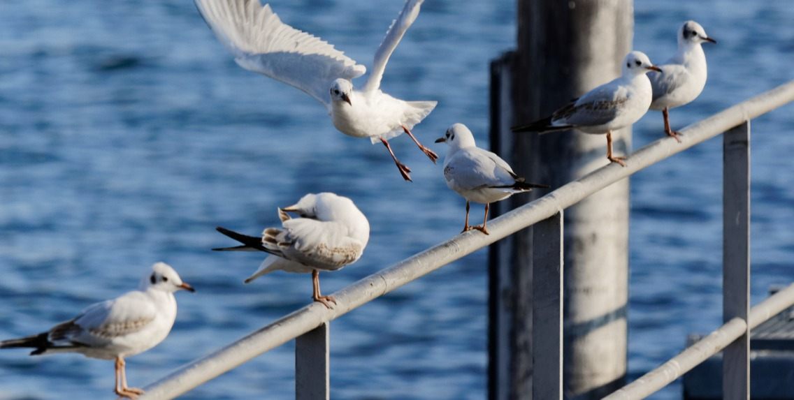 Scottish Seabird Centre: Things to See Between Edinburgh and Aberdeen