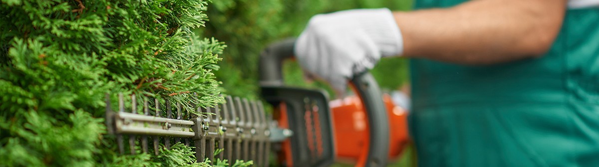 Can I remove my Boundary Hedge Can I remove my Boundary Hedge
