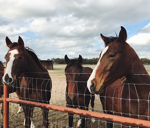 farm animals behind metal fence