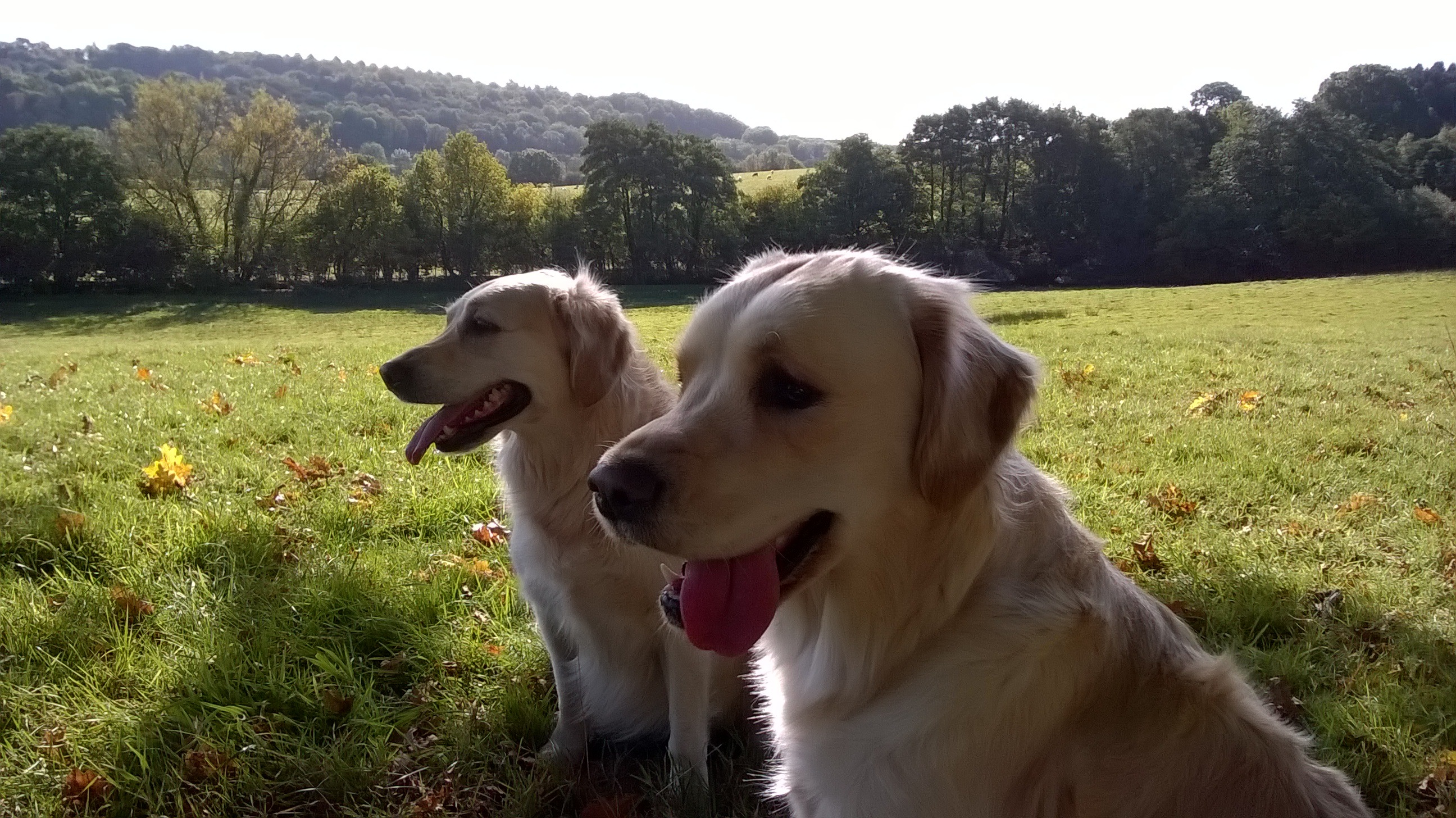 Two golden retrievers sitting in field