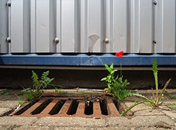 small flowering growing out of drain cover