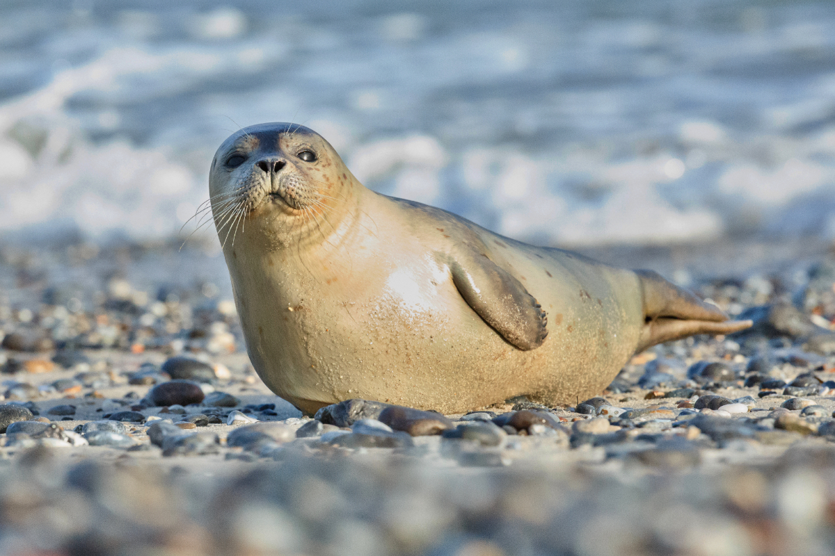 Seal Watching Boat Trips Southend On Sea, Thames Estuary & Essex Coast
