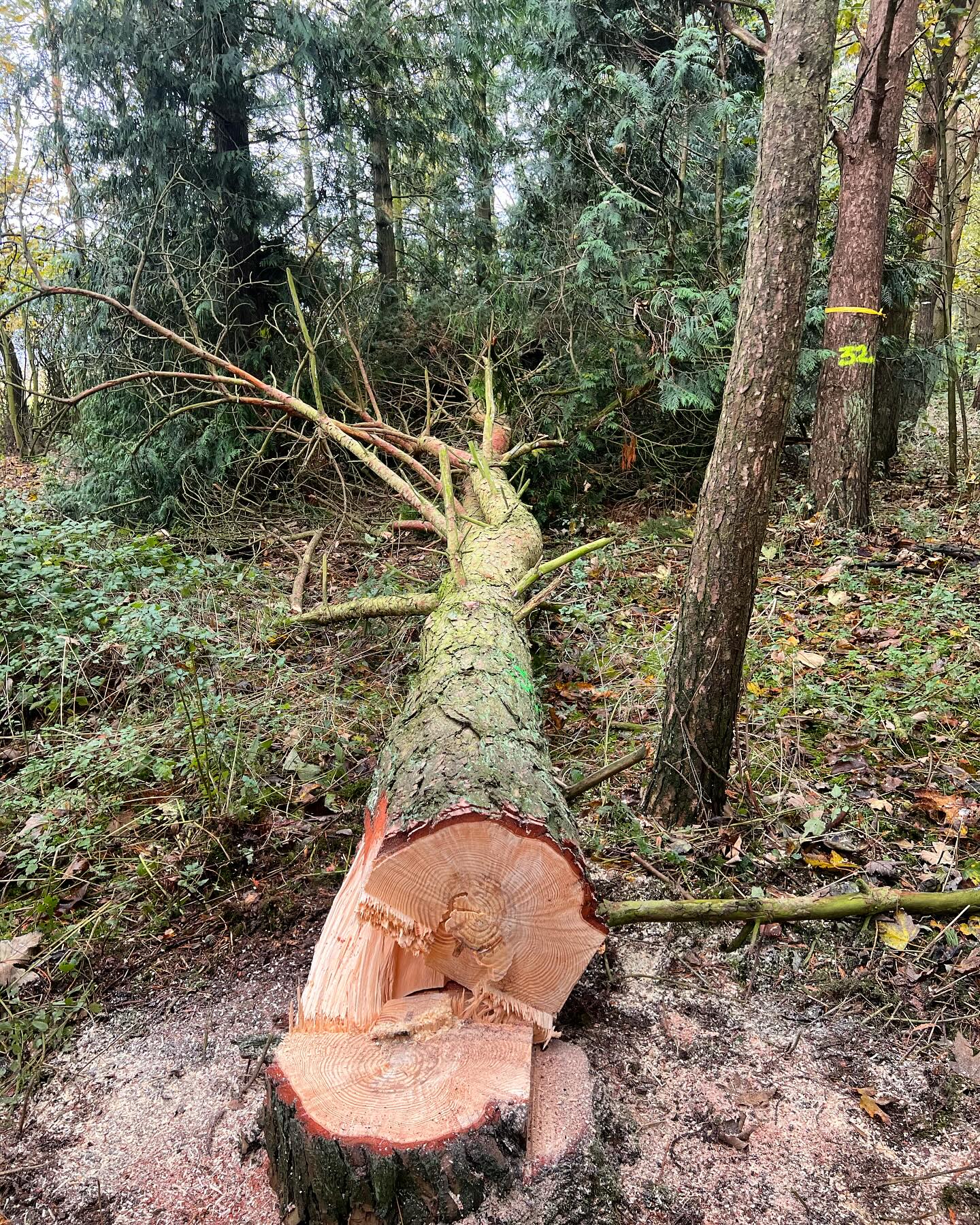 Tree Removal Services Whitwick