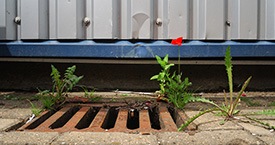 small flower growing out of a drain