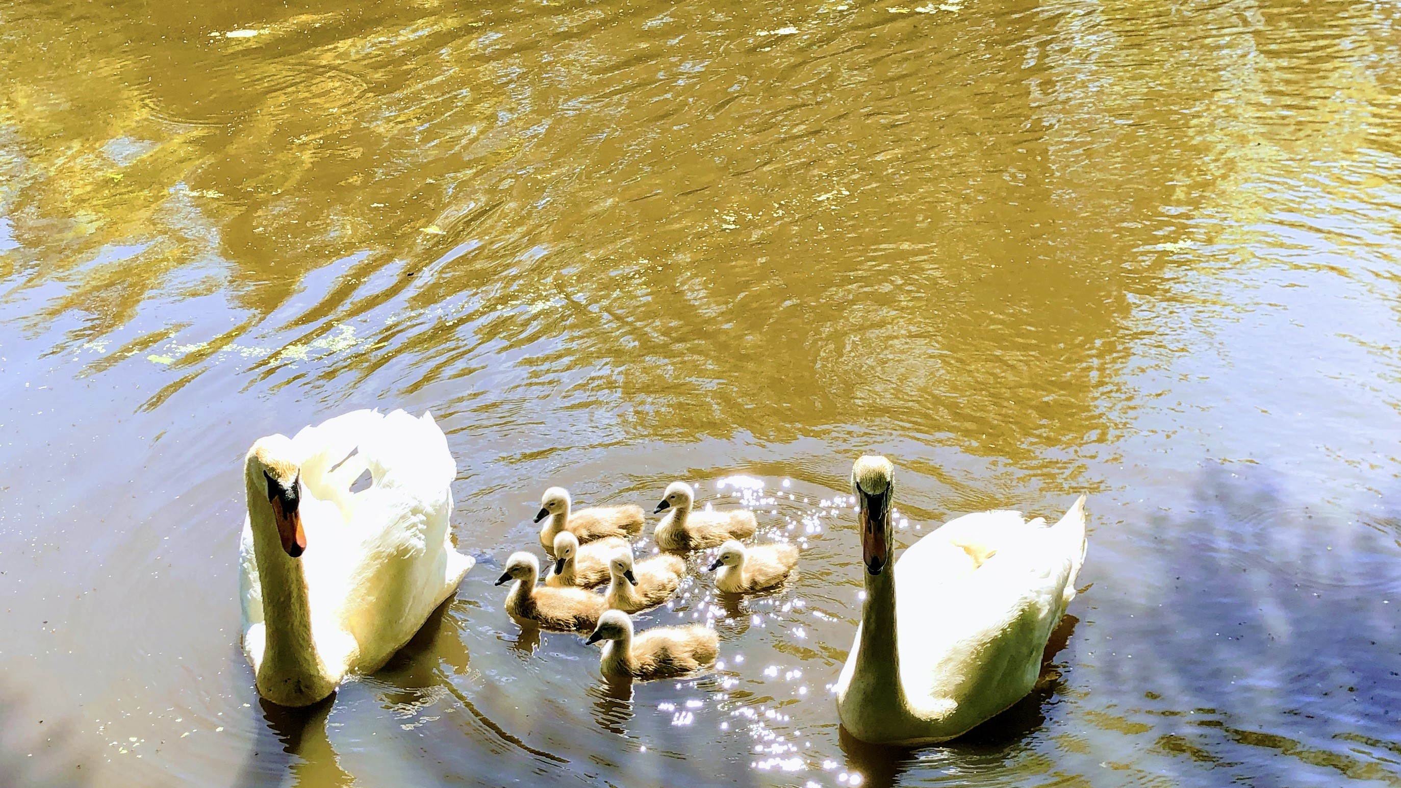 Swans on the Lancaster Canal