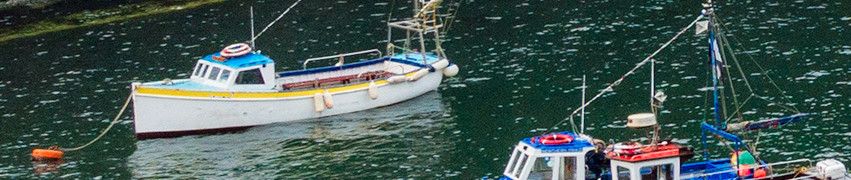 Wildlife Cruises in Cornwall Wildlife Cruises in Cornwall