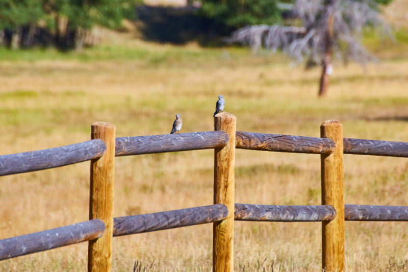 What Are The Different Types Of Wood Fences Called