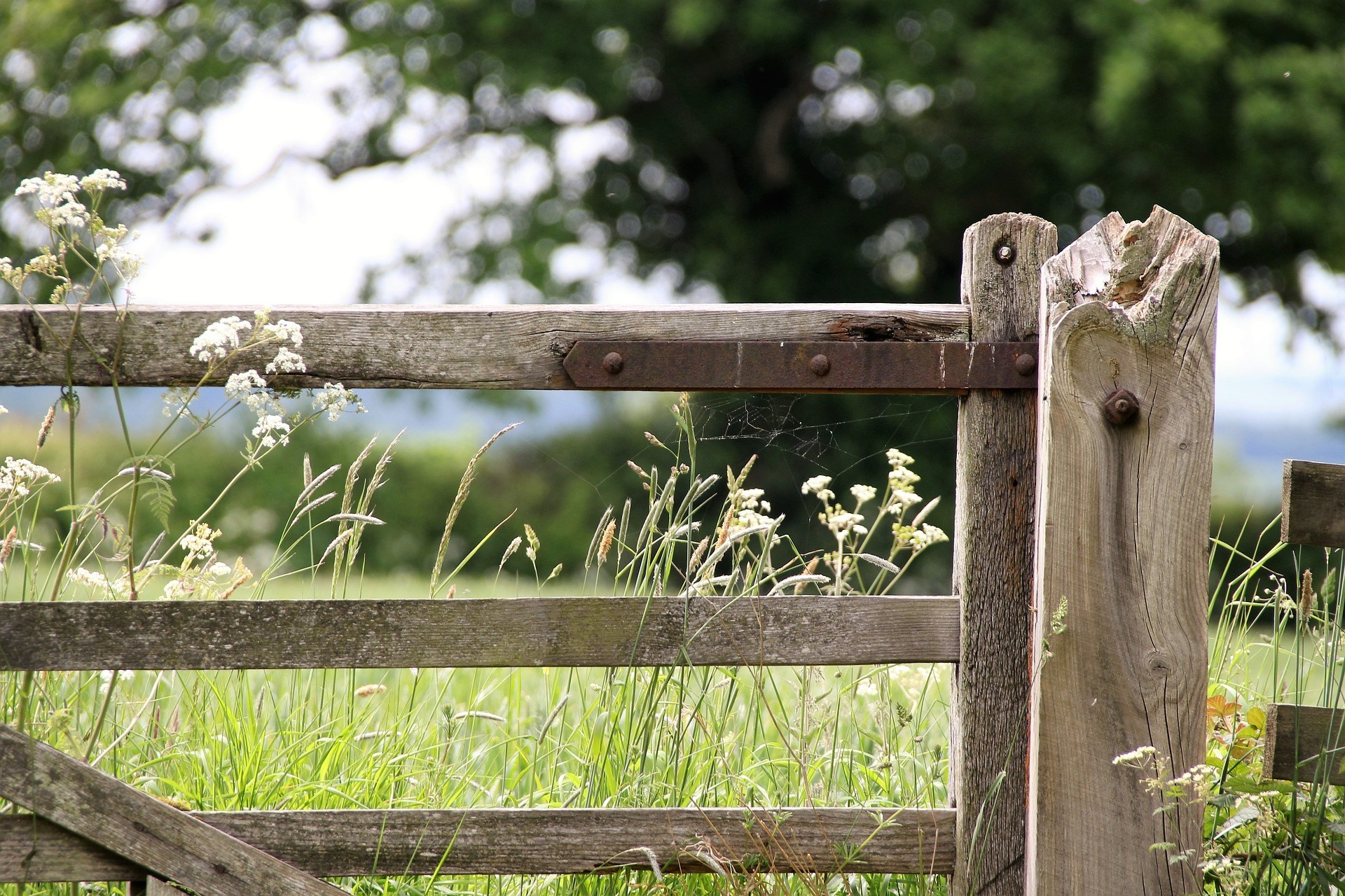 What Is The Difference Between Hardwood And Softwood Gates What Is The Difference Between Hardwood And Softwood Gates Image
