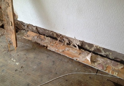 damp surveys