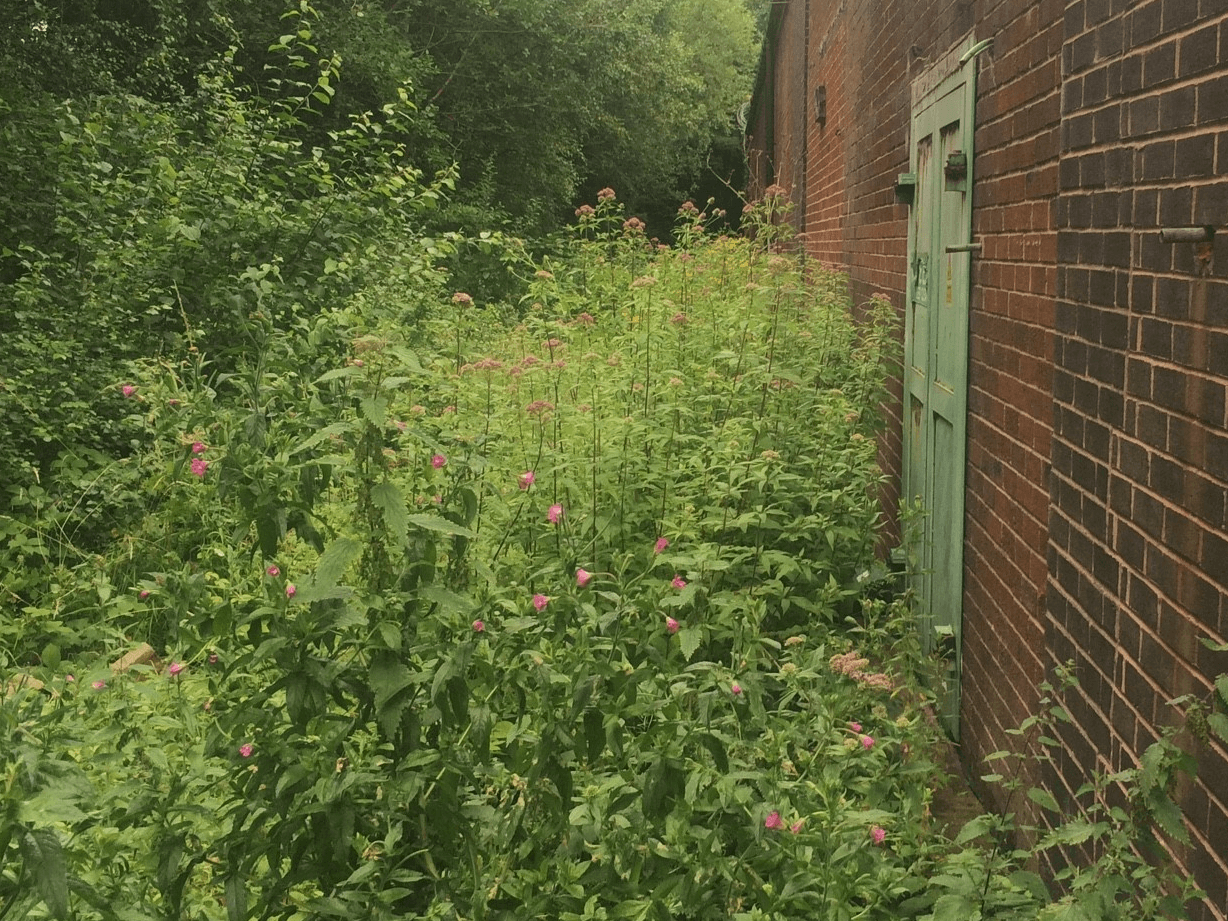 Invasive weed control - Essex, London, UK Wide
