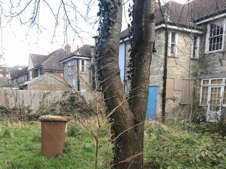 Japanese Knotweed Removal- How To Get Rid Of Japanese Knotweed