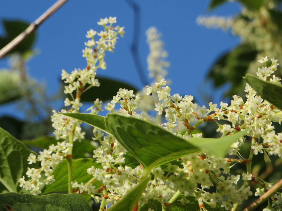 What To Do If A Neighbour Has Japanese Knotweed Image
