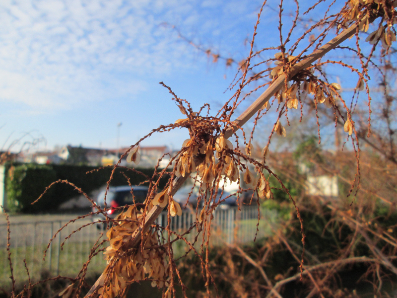 What Can I Do If Japanese Knotweed Is Encroaching Onto My Land?