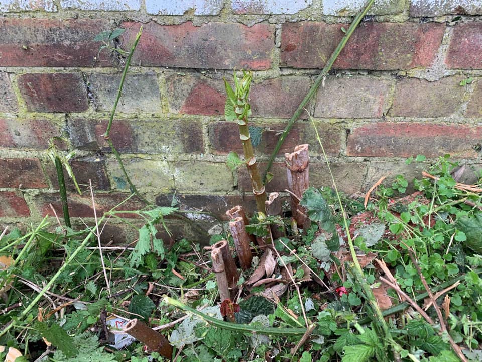 Japanese Knotweed Specialists - Essex, London, UK Wide