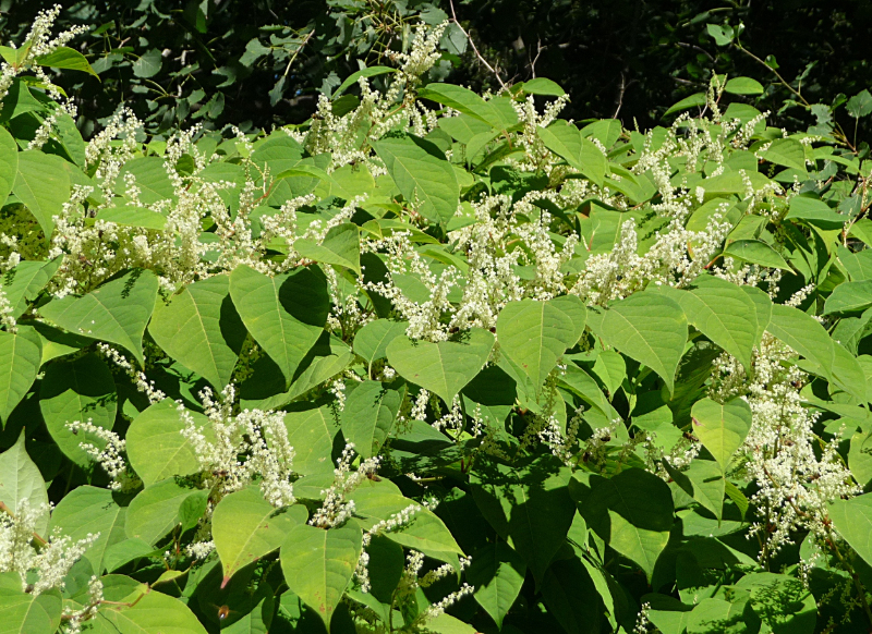 Does Japanese Knotweed Affect Property Value?