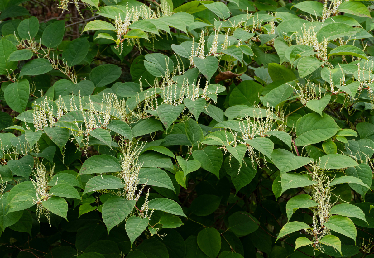 What Does Japanese Knotweed Do To Humans What Does Japanese Knotweed Do To Humans