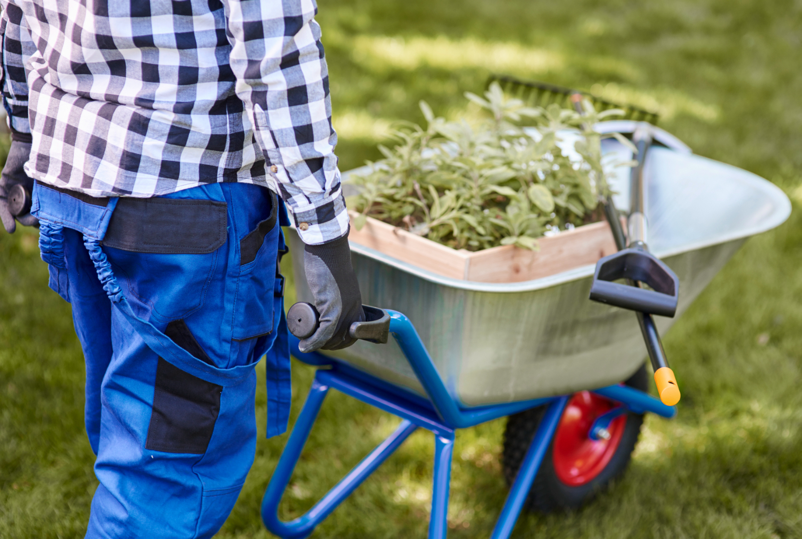 Who Is Qualified To Remove Japanese Knotweed Who Is Qualified To Remove Japanese Knotweed