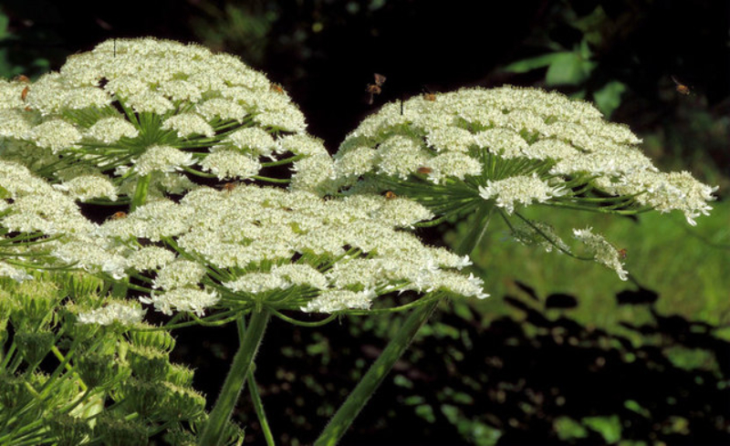 Invasive Non-Native Plants
