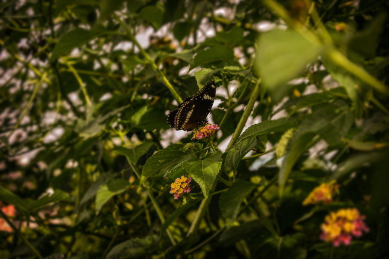 What Are The Most Destructive Garden Plants In The UK What Are The Most Destructive Garden Plants In The UK