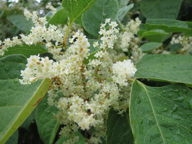 Japanese Knotweed Company UK