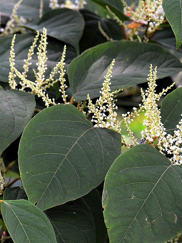 Can I Sell A House With Japanese Knotweed?