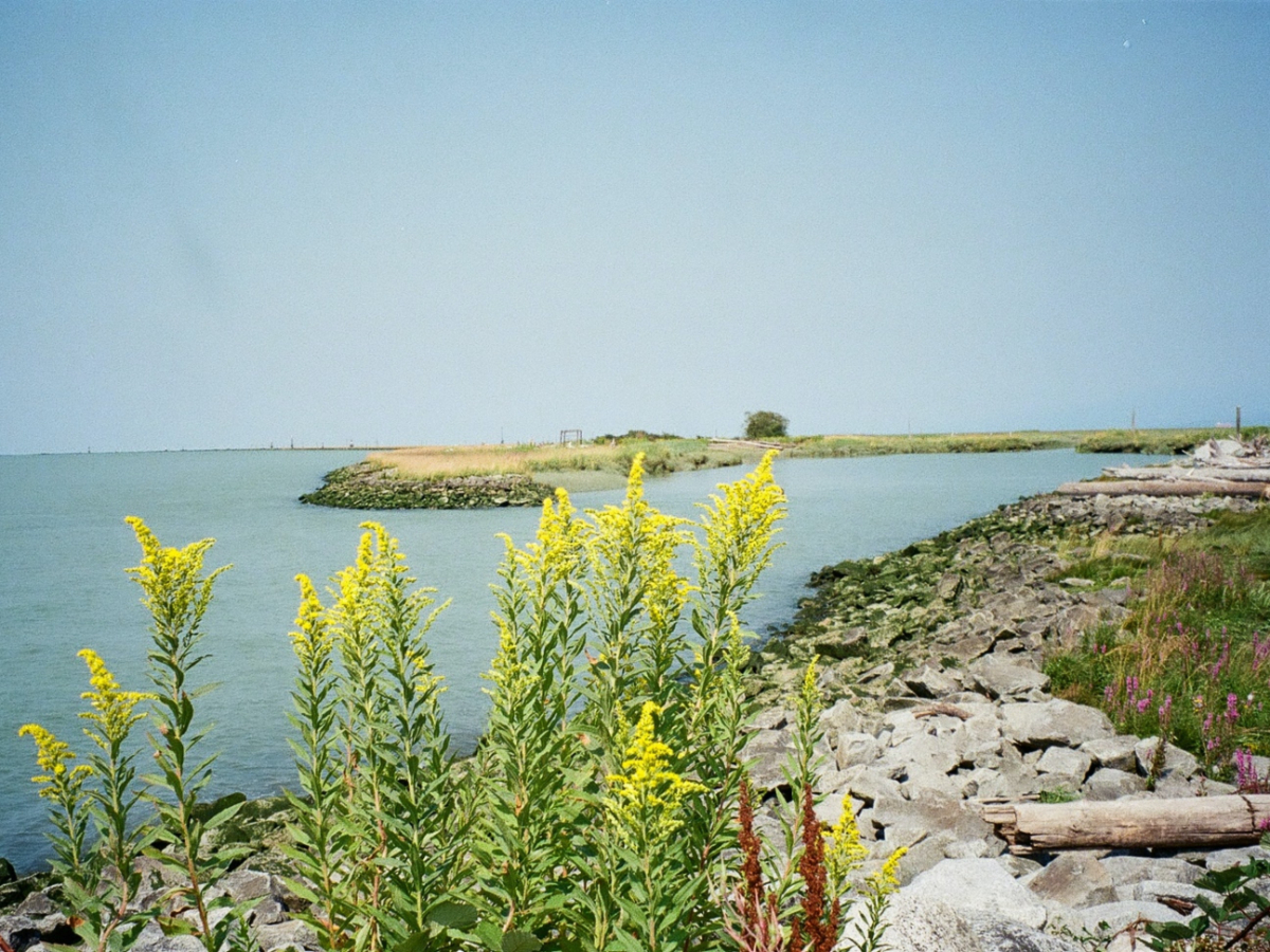 What Is The Best Way To Get Rid Of An Invasive Plant What Is The Best Way To Get Rid Of An Invasive Plant