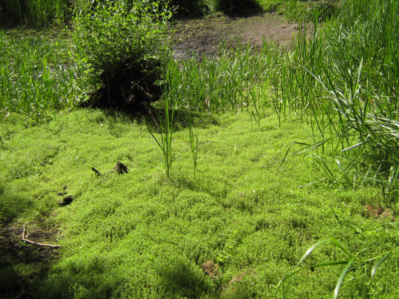 New Zealand Pygmyweed - Invasive Non-Native Plants