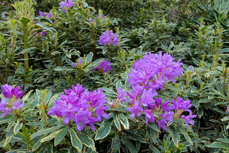 How do invasive plants invade a garden?