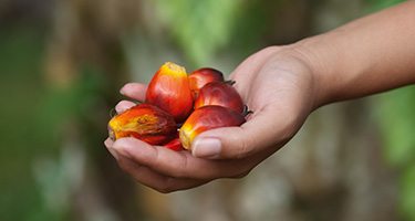 hand holding oil palm fruit